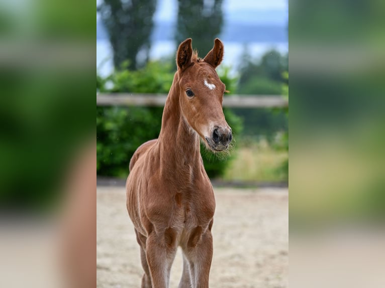 Duits sportpaard Hengst Veulen (05/2026) 170 cm Donkere-vos in Bad Birnbach