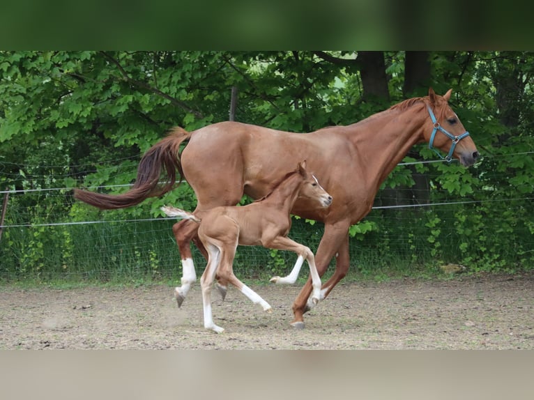 Duits sportpaard Hengst  170 cm Donkere-vos in Elxleben