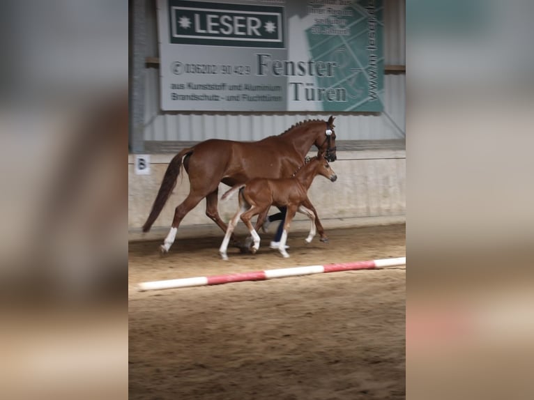 Duits sportpaard Hengst  170 cm Donkere-vos in Elxleben