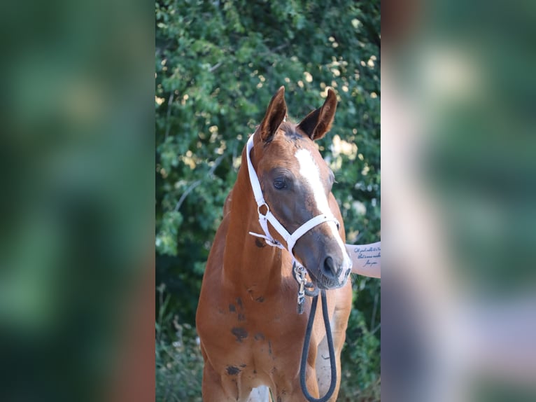 Duits sportpaard Hengst  170 cm Donkere-vos in Elxleben