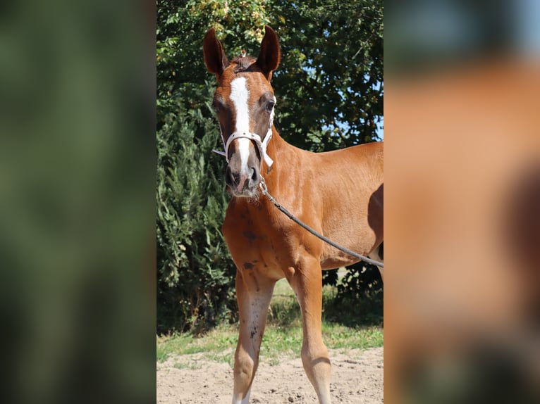 Duits sportpaard Hengst  170 cm Donkere-vos in Elxleben