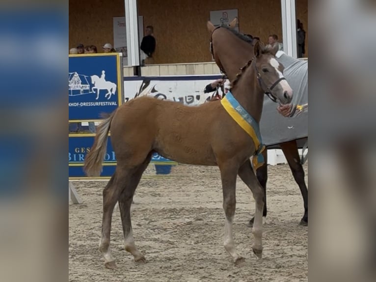 Duits sportpaard Hengst Veulen (04/2025) 170 cm kan schimmel zijn in Horb am Neckar