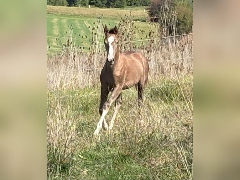 Duits sportpaard Hengst Veulen (04/2025) 170 cm kan schimmel zijn in Horb am Neckar
