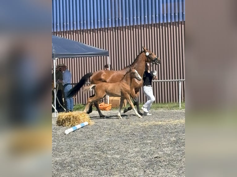 Duits sportpaard Hengst Veulen (04/2025) 170 cm kan schimmel zijn in Horb am Neckar