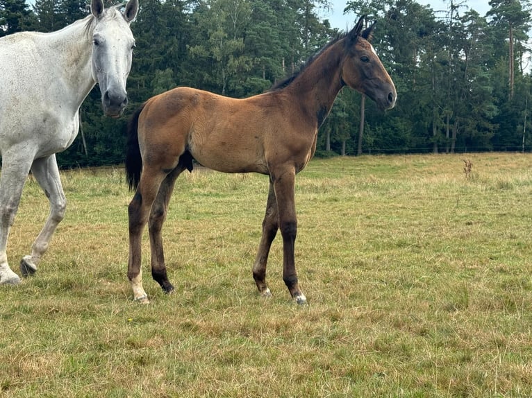 Duits sportpaard Hengst veulen (05/2024) 170 cm Schimmel in Beutelsbach