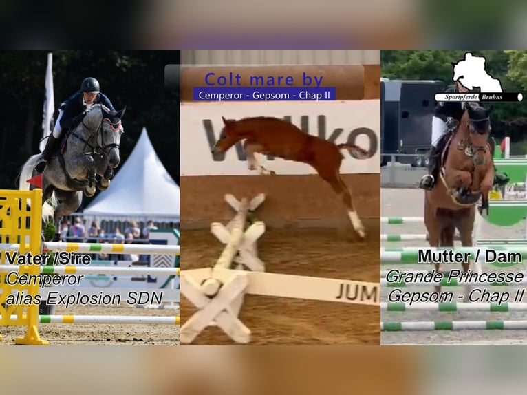 Duits sportpaard Hengst Veulen (03/2026) 170 cm  in Seetz