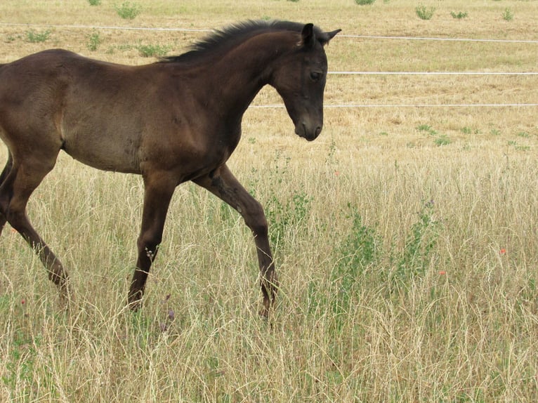 Duits sportpaard Hengst Veulen (04/2025) 170 cm Zwart in Querfurt