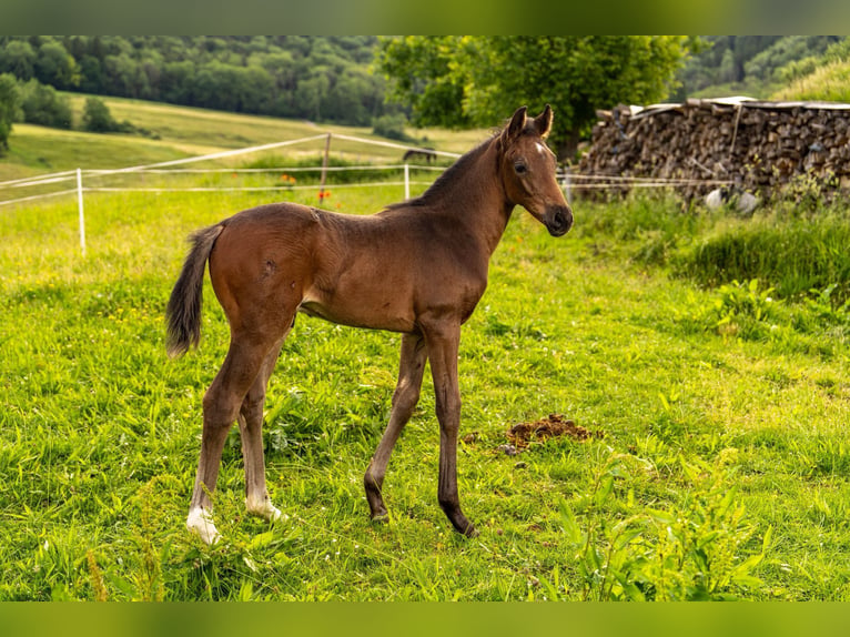 Duits sportpaard Hengst Veulen (04/2026) 170 cm Zwartbruin in Waldstetten