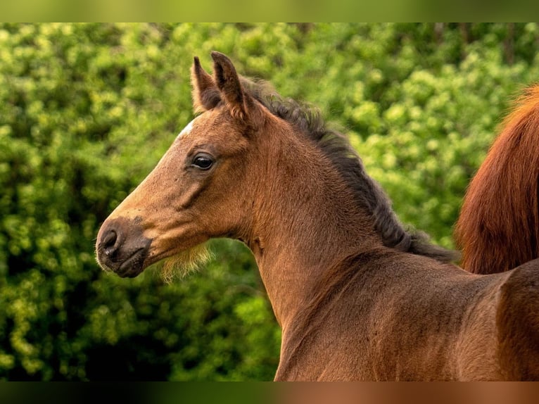Duits sportpaard Hengst Veulen (04/2026) 170 cm Zwartbruin in Waldstetten