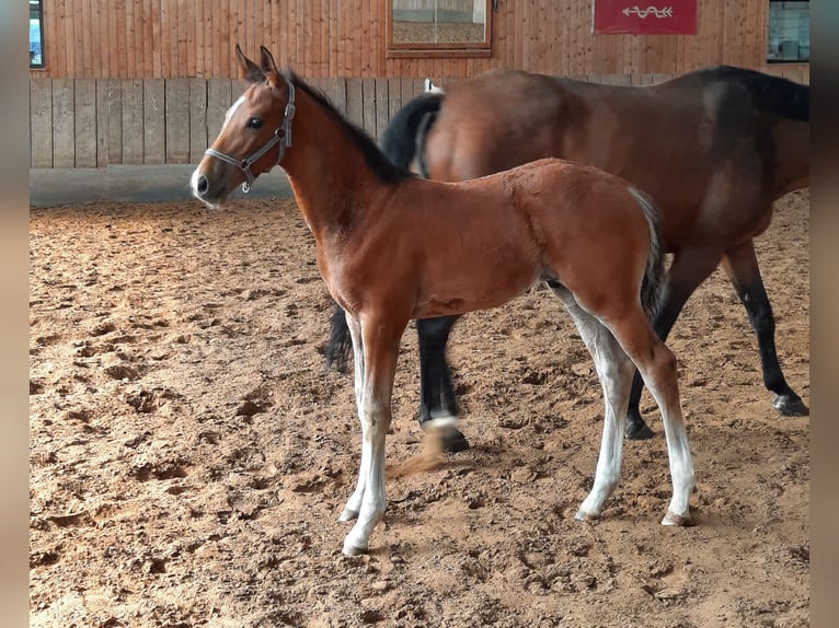 Duits sportpaard Hengst veulen (04/2024) 172 cm Bruin in Ilmtal-Weinstraße