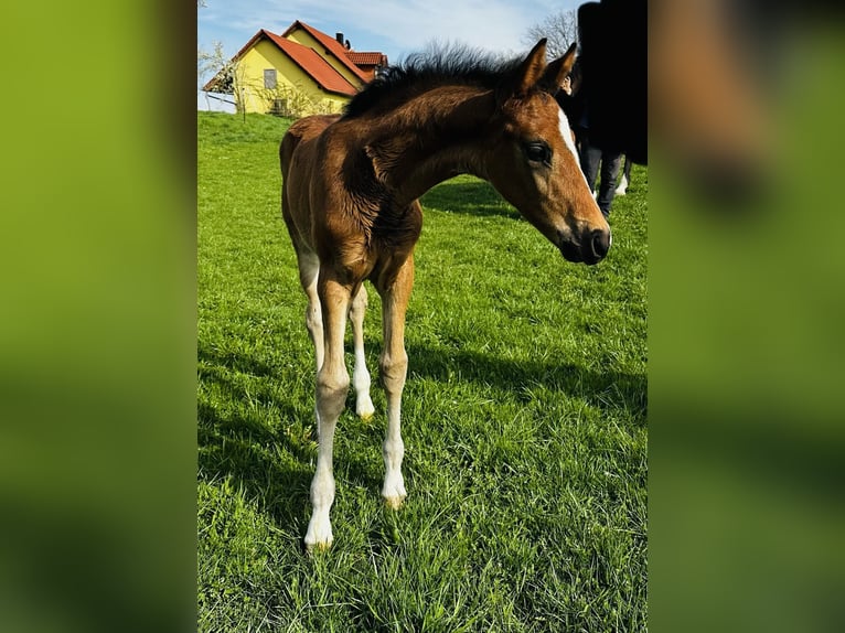 Duits sportpaard Hengst Veulen (02/2026) 172 cm Donkerbruin in Weichering