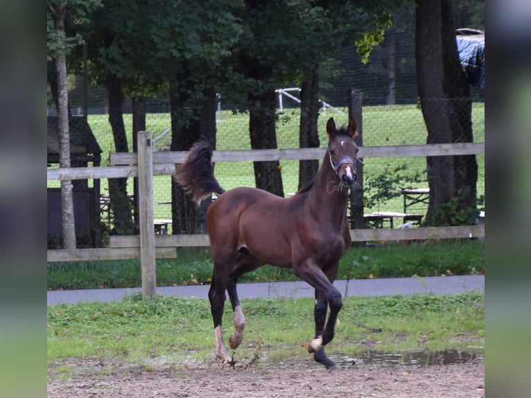 Duits sportpaard Hengst Veulen (05/2025) 172 cm Donkerbruin in Bad Mergentheim