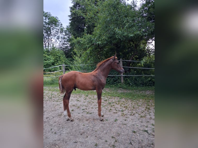 Duits sportpaard Hengst Veulen (03/2026) 172 cm Donkere-vos in Bergkirchen