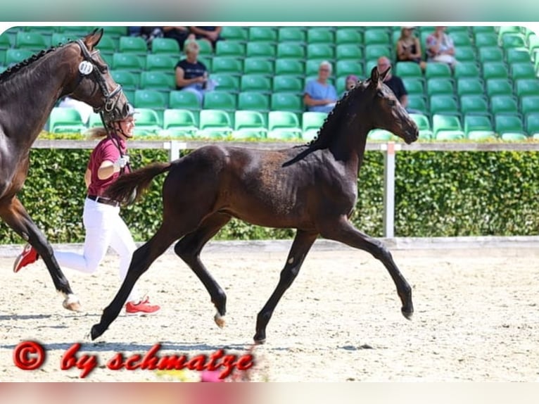 Duits sportpaard Hengst Veulen (03/2026) 173 cm Zwartbruin in Frauenstein