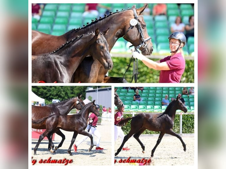 Duits sportpaard Hengst Veulen (03/2026) 173 cm Zwartbruin in Frauenstein