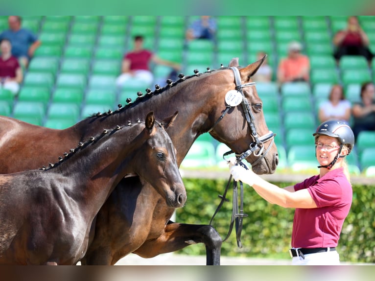 Duits sportpaard Hengst Veulen (03/2026) 173 cm Zwartbruin in Frauenstein