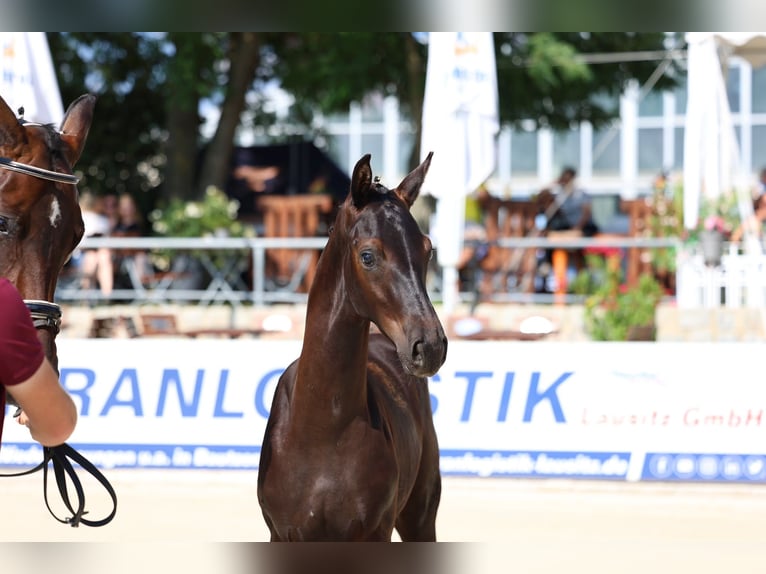 Duits sportpaard Hengst Veulen (03/2026) 173 cm Zwartbruin in Frauenstein