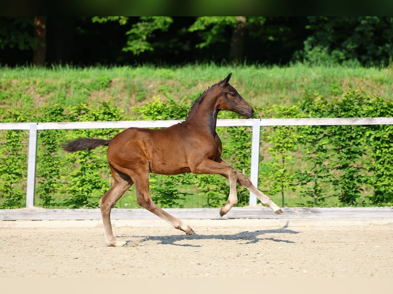 Duits sportpaard Hengst Veulen (03/2025) 174 cm Donkerbruin in Frauenstein