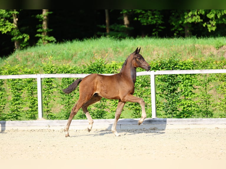 Duits sportpaard Hengst Veulen (03/2025) 174 cm Donkerbruin in Frauenstein