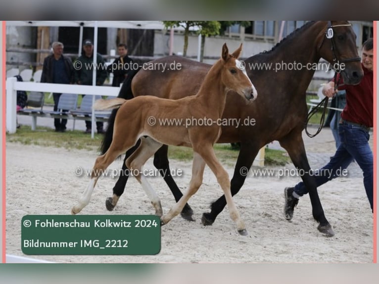 Duits sportpaard Hengst  175 cm Bruin in RadduschVetschau