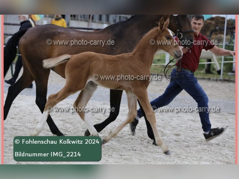 Duits sportpaard Hengst  175 cm Bruin in RadduschVetschau