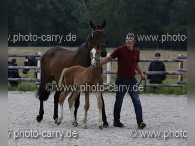 Duits sportpaard Hengst  175 cm Bruin in RadduschVetschau