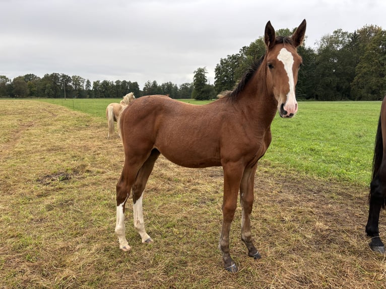 Duits sportpaard Hengst  175 cm Bruin in RadduschVetschau