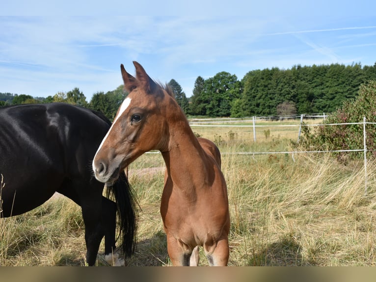 Duits sportpaard Hengst Veulen (06/2025) 175 cm Donkere-vos in Bad Tabarz