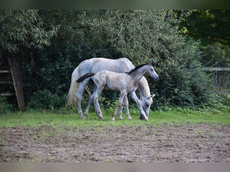 Duits sportpaard Hengst Veulen (06/2025) 175 cm Schimmel in Bad Mergentheim