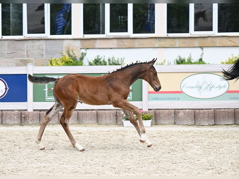 Duits sportpaard Hengst veulen (03/2024) Brauner in Uttenweiler