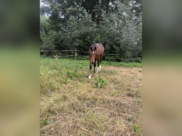 Duits sportpaard Hengst Veulen (05/2026) Bruin in Eschwege