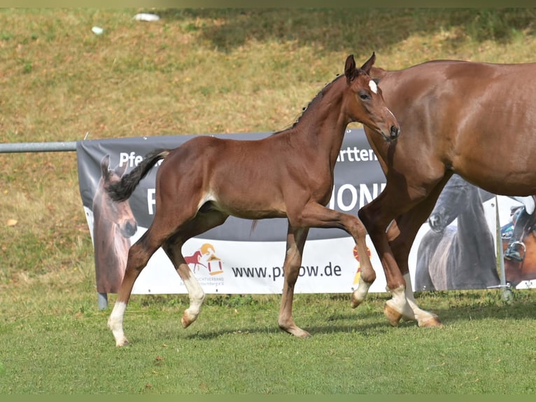 Duits sportpaard Hengst Veulen (05/2025) Bruin in Gomadingen