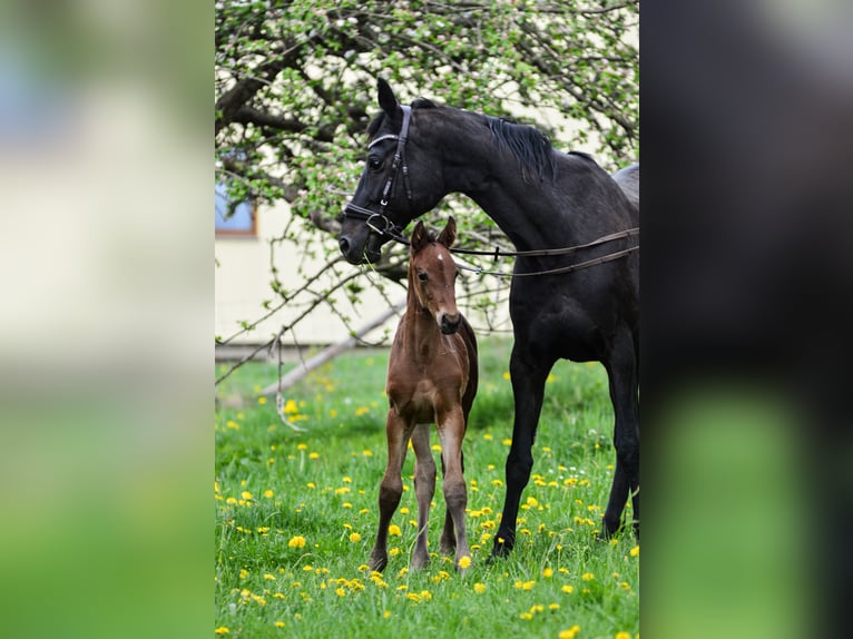 Duits sportpaard Hengst  Bruin in Renthendorf