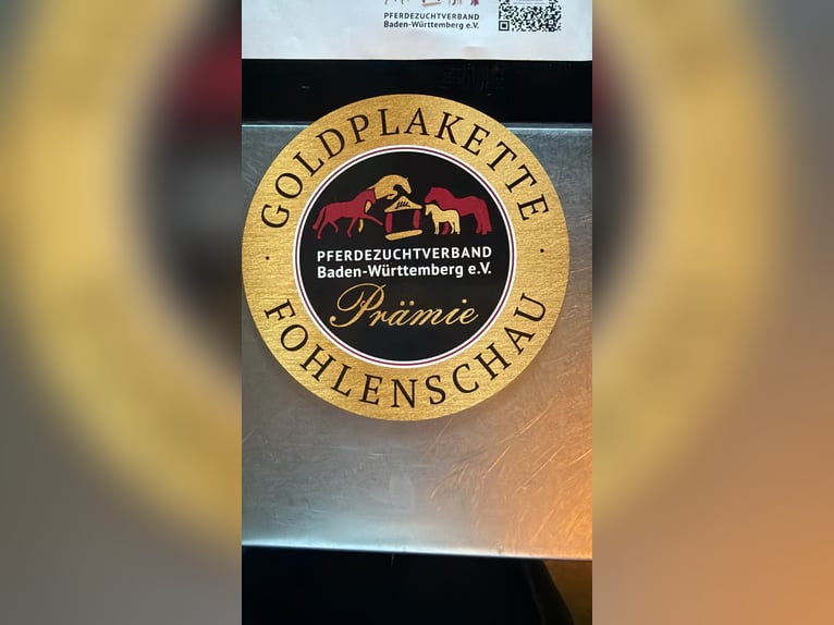 Duits sportpaard Hengst Veulen (05/2026) Bruin in Bruchköbel