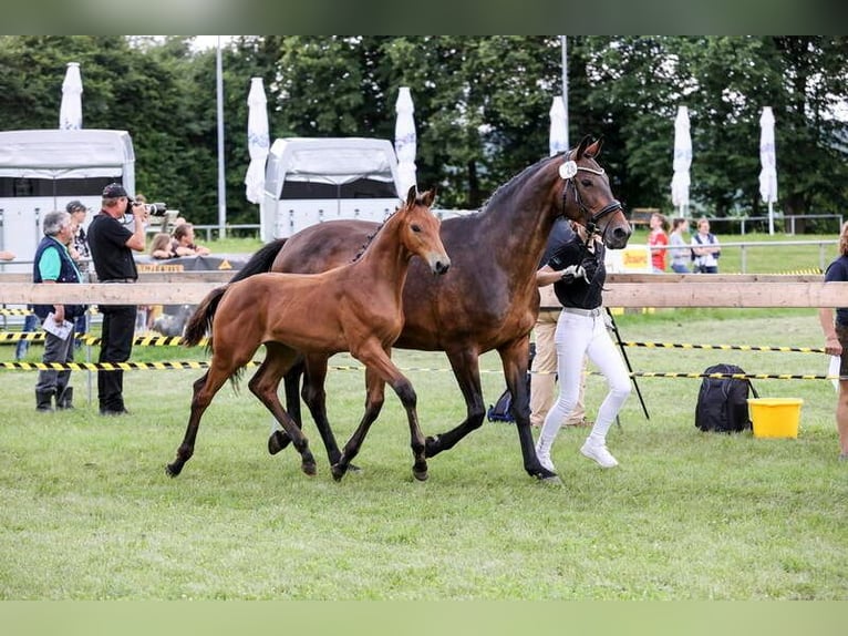 Duits sportpaard Hengst veulen (03/2024) Bruin in Deggenhausertal