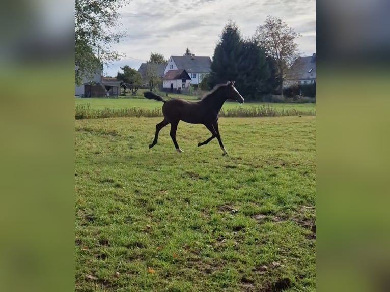 Duits sportpaard Hengst Veulen (05/2025) Bruin in Zwickau