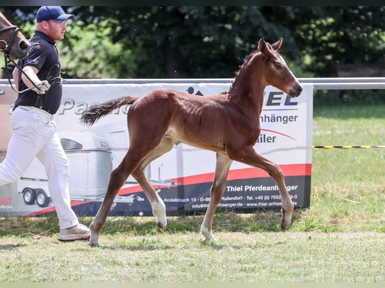 Duits sportpaard Hengst Veulen (05/2025) Bruin in Fronhofen