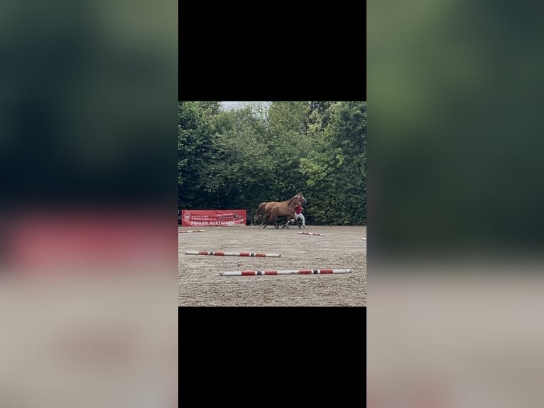 Duits sportpaard Hengst Veulen (03/2025) Bruin in H&#xF6;xter