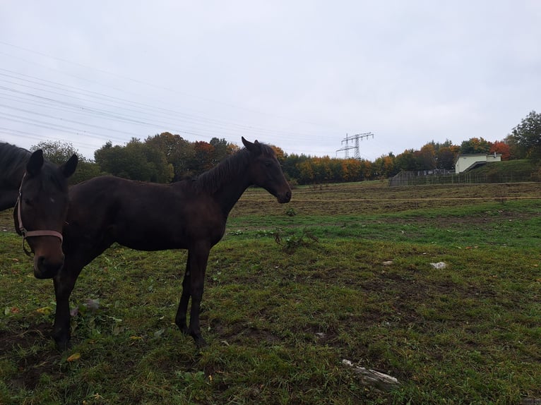 Duits sportpaard Hengst Veulen (04/2025) Donkerbruin in Elterlein/ Schwarzbach