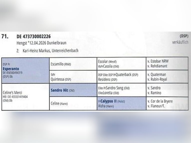 Duits sportpaard Hengst Veulen (04/2026) Donkerbruin in Unterreichenbach
