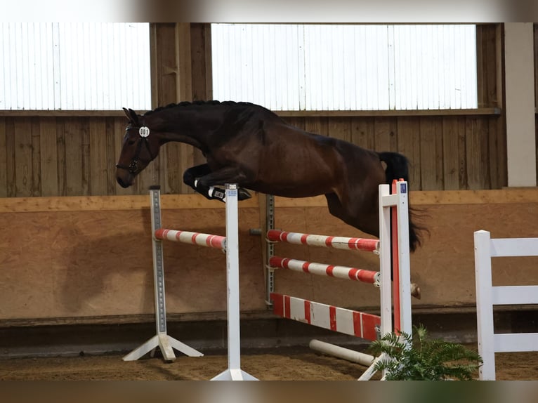 Duits sportpaard Hengst Veulen (05/2026) Donkerbruin in Günzburg