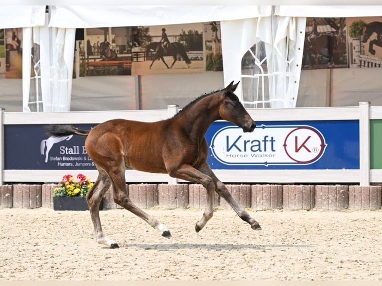 Duits sportpaard Hengst Veulen (04/2025) Donkerbruin in Fronhofen