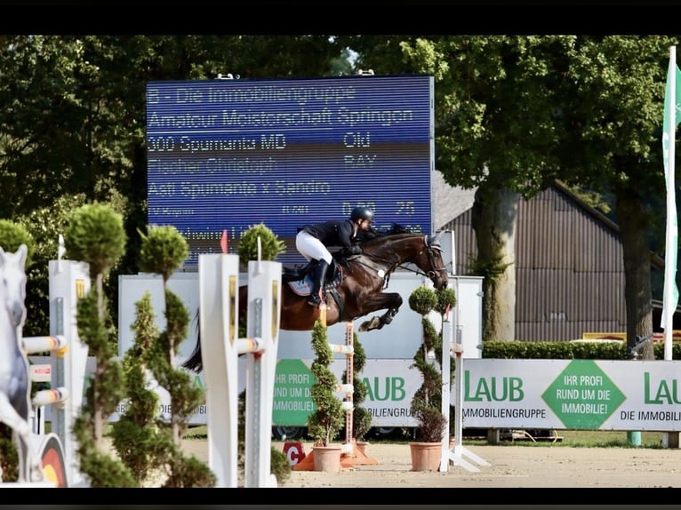 Duits sportpaard Hengst Veulen (04/2026) Donkerbruin in Bad Birnbach