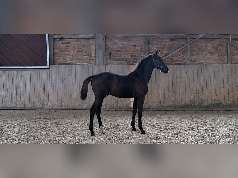 Duits sportpaard Hengst Veulen (03/2026) Donkerbruin in Zossen
