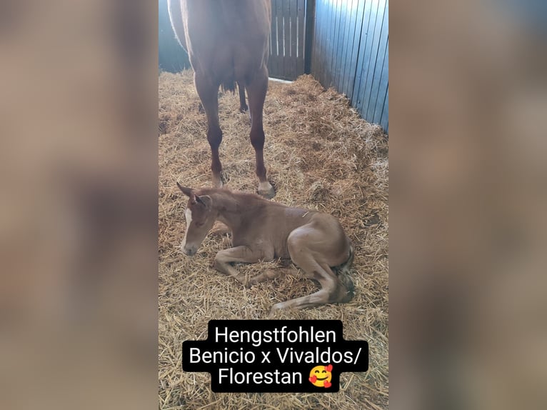 Duits sportpaard Hengst Veulen (04/2025) Donkere-vos in Maihingen