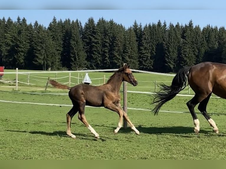 Duits sportpaard Hengst  Donkere-vos in Marktoberdorf