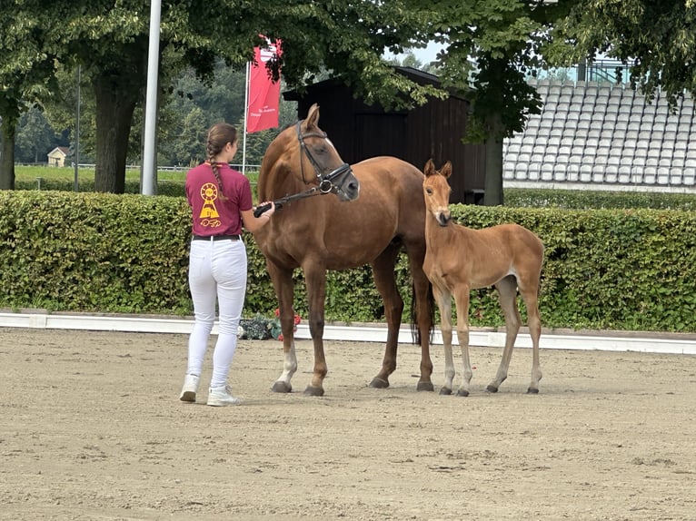Duits sportpaard Hengst Veulen (05/2025) in Pollitz