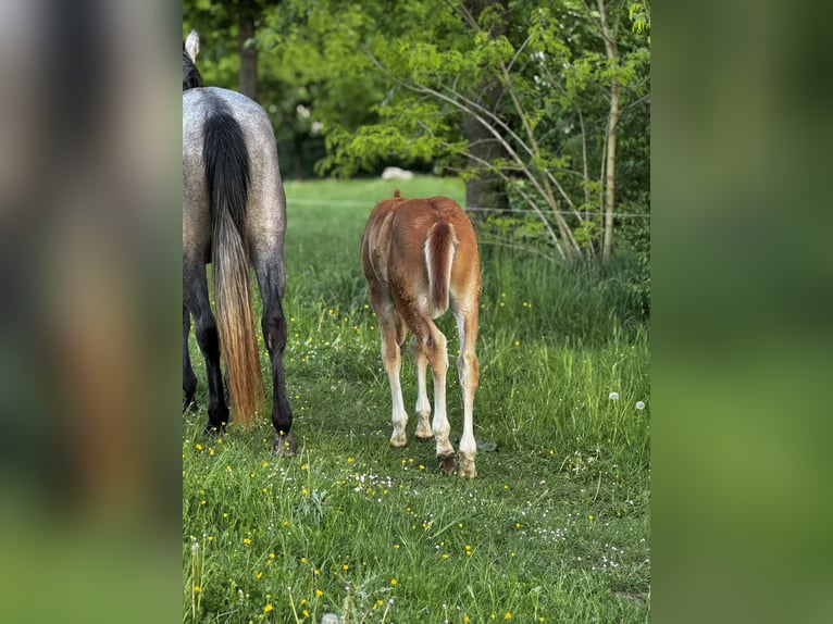 Duits sportpaard Hengst Veulen (03/2025) kan schimmel zijn in Rudolstadt