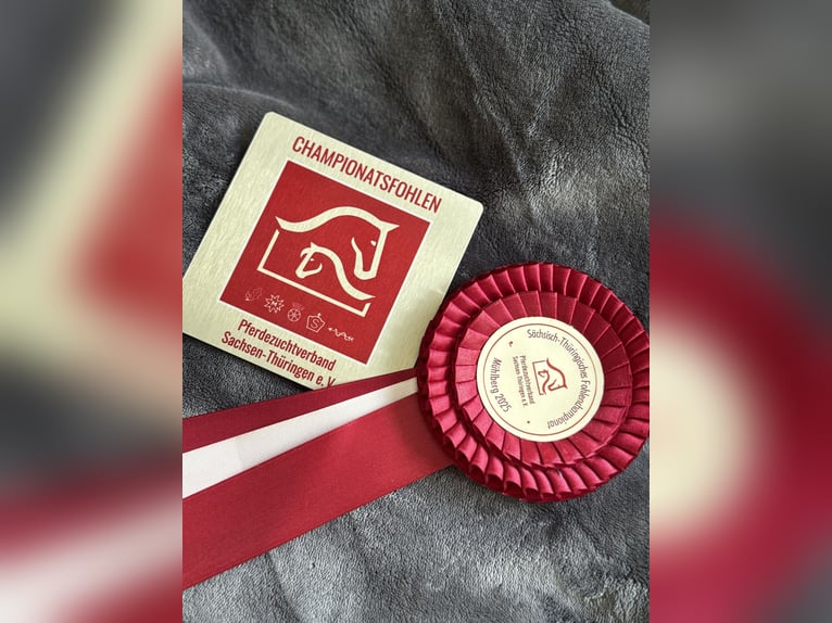 Duits sportpaard Hengst Veulen (03/2025) kan schimmel zijn in Rudolstadt