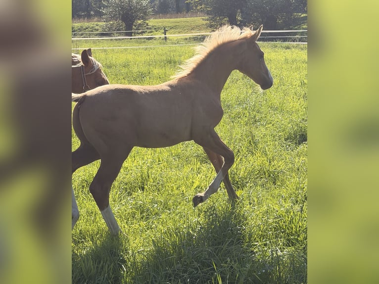 Duits sportpaard Hengst Veulen (06/2026) Palomino in Recklinghausen